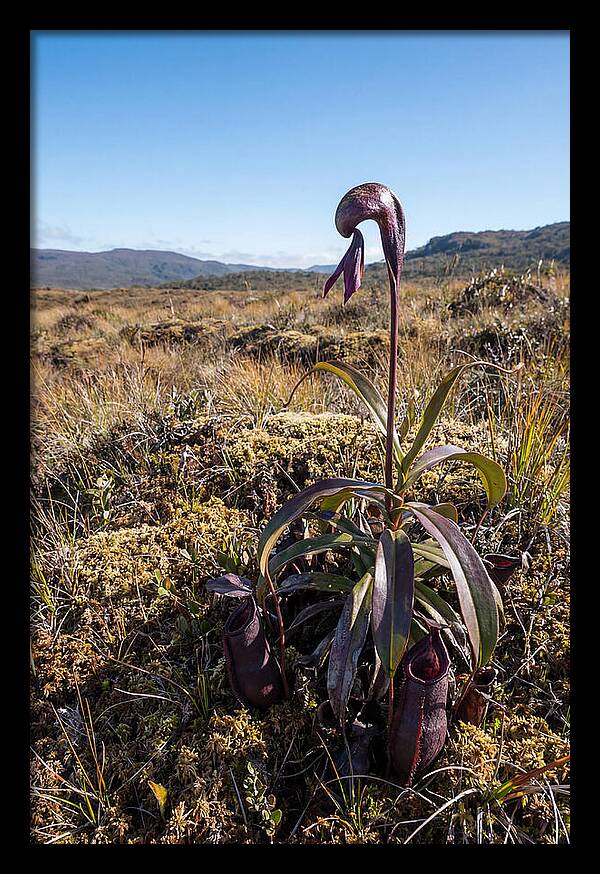 Pitcher Plant Elegance