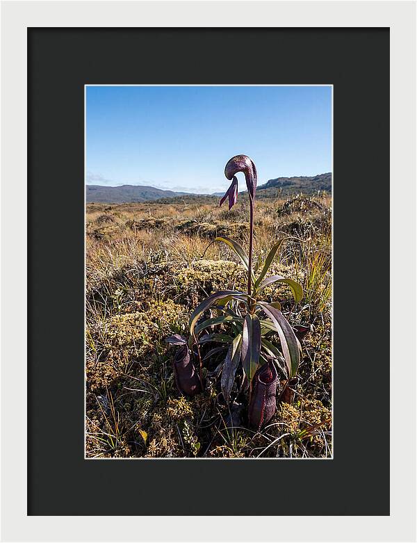 Pitcher Plant Elegance