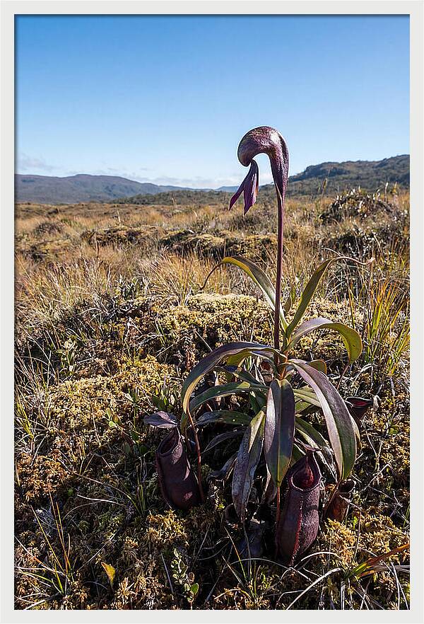 Pitcher Plant Elegance