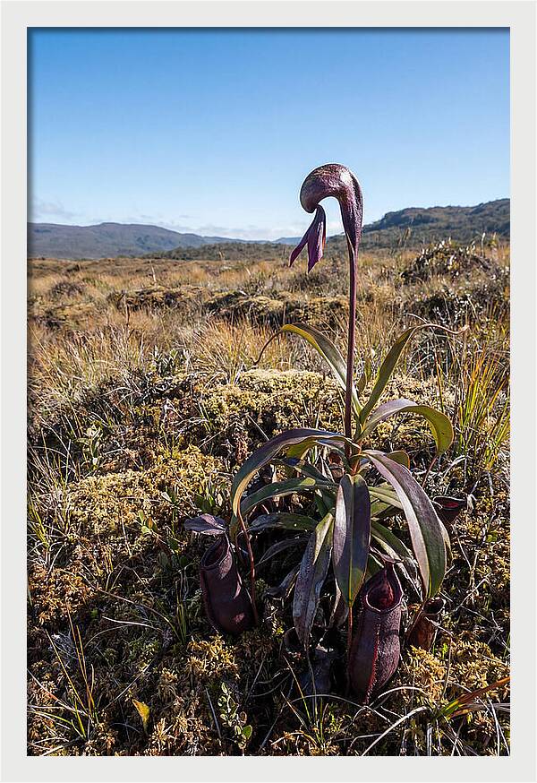 Pitcher Plant Elegance