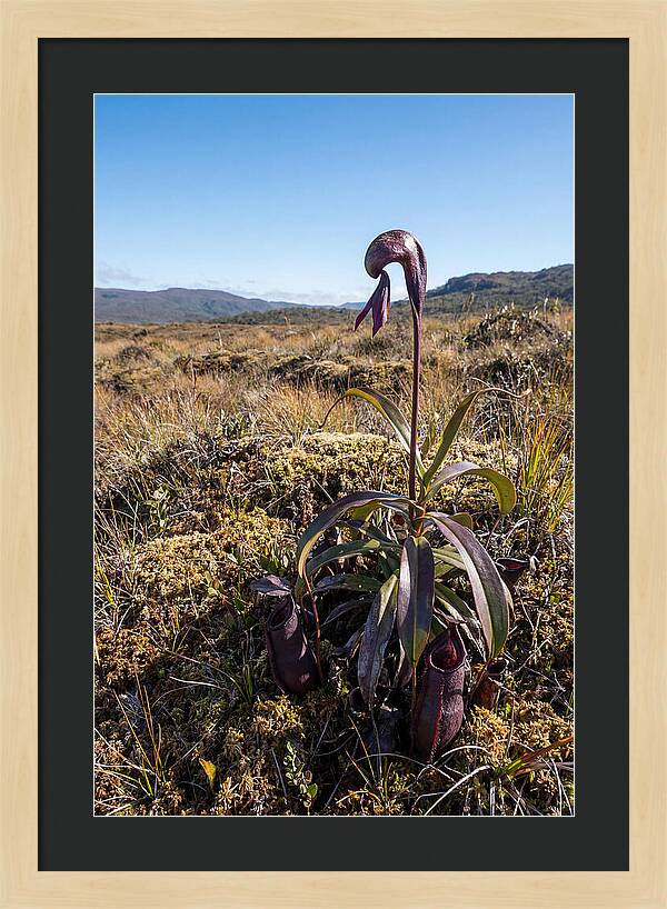 Pitcher Plant Elegance