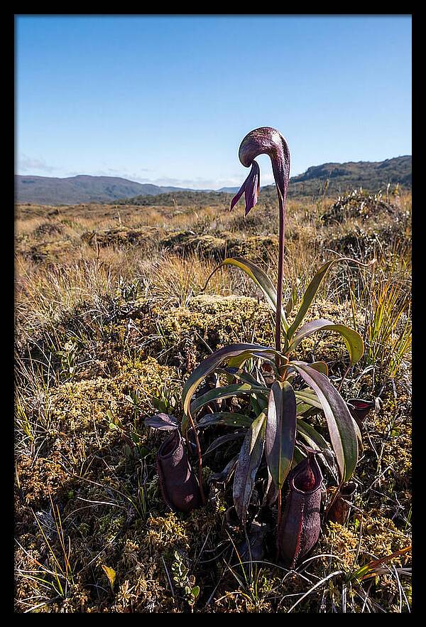 Pitcher Plant Elegance