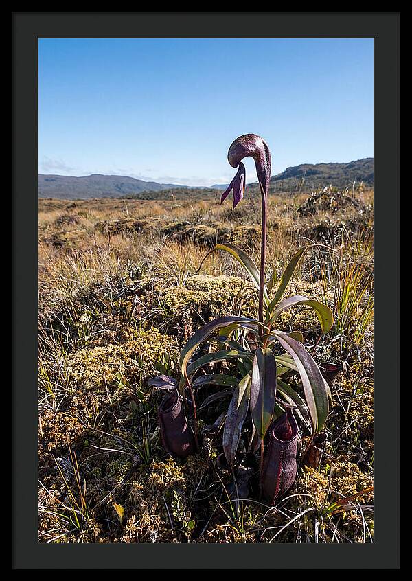 Pitcher Plant Elegance