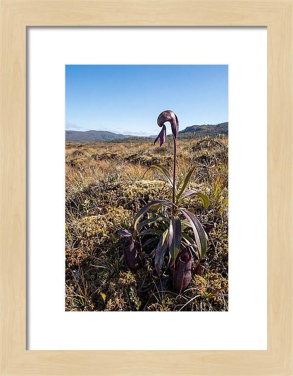 Pitcher Plant Elegance