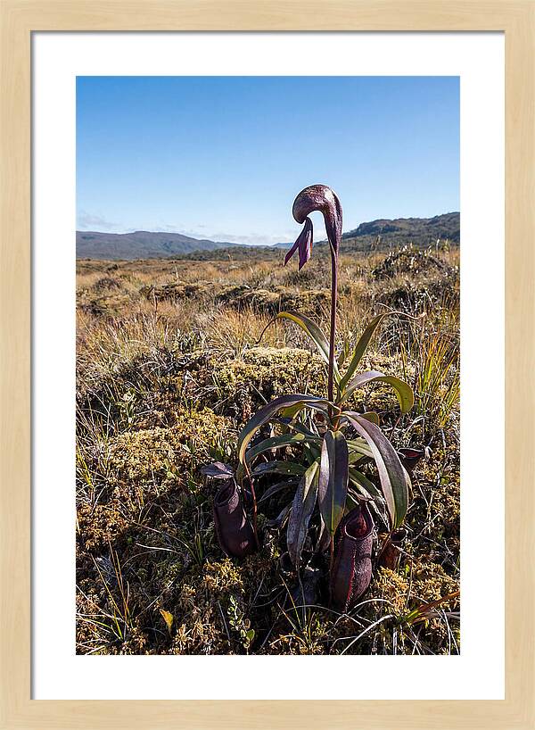 Pitcher Plant Elegance
