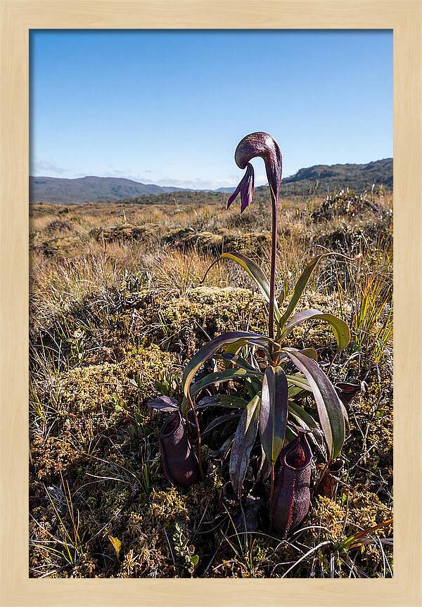 Pitcher Plant Elegance