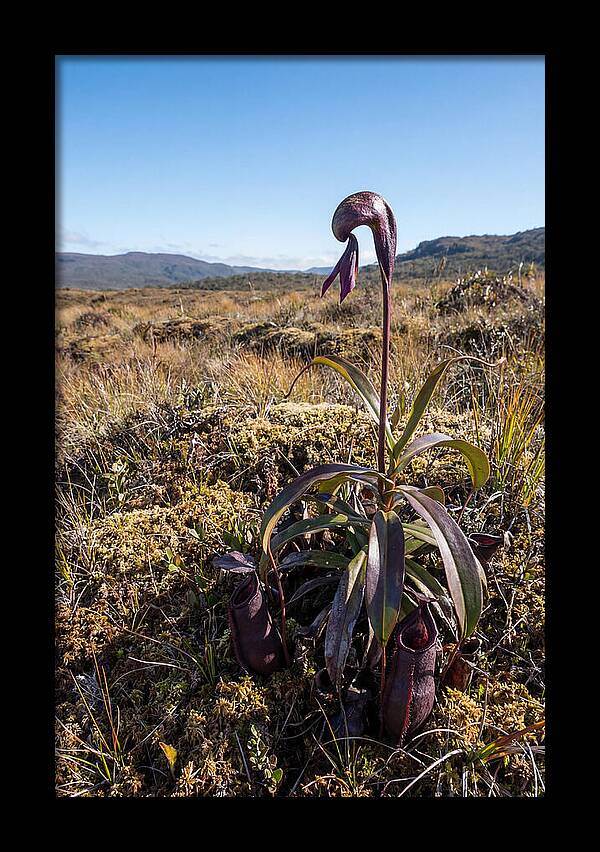 Pitcher Plant Elegance