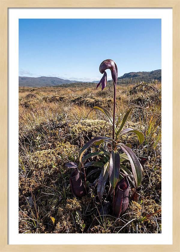 Pitcher Plant Elegance