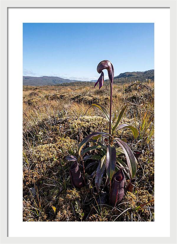 Pitcher Plant Elegance