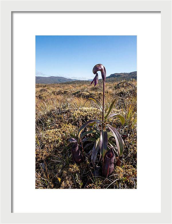 Pitcher Plant Elegance