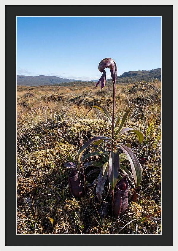 Pitcher Plant Elegance