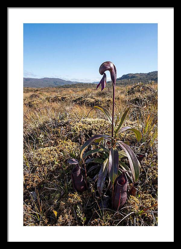 Pitcher Plant Elegance