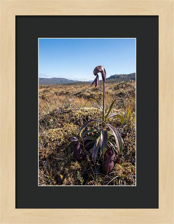 Pitcher Plant Elegance