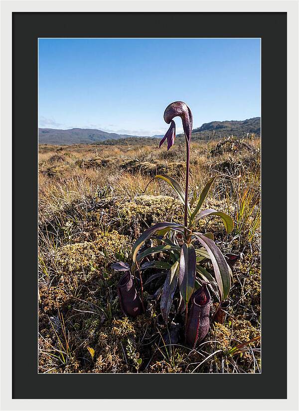 Pitcher Plant Elegance