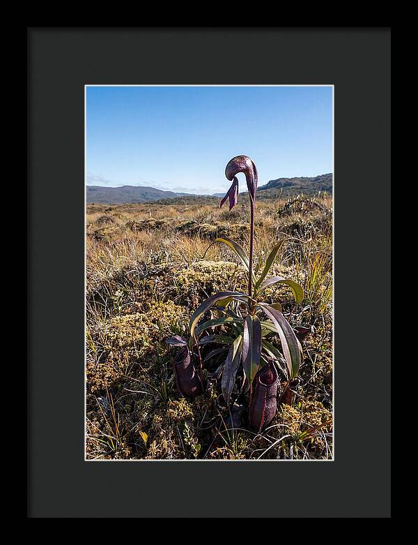 Pitcher Plant Elegance