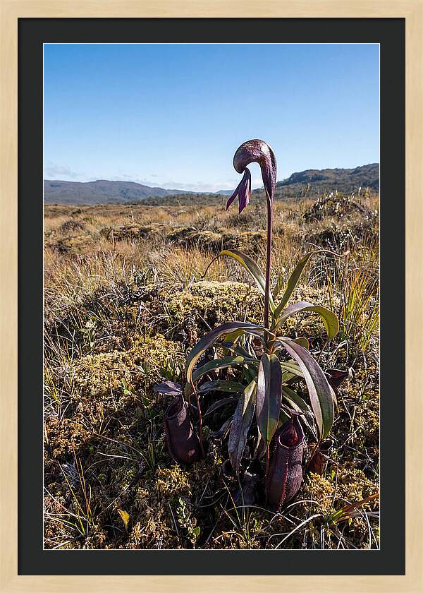 Pitcher Plant Elegance