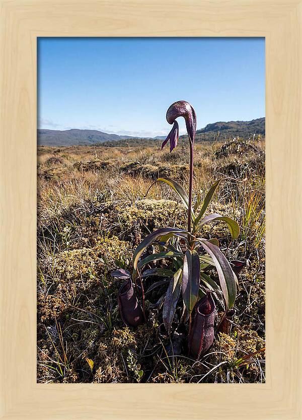 Pitcher Plant Elegance