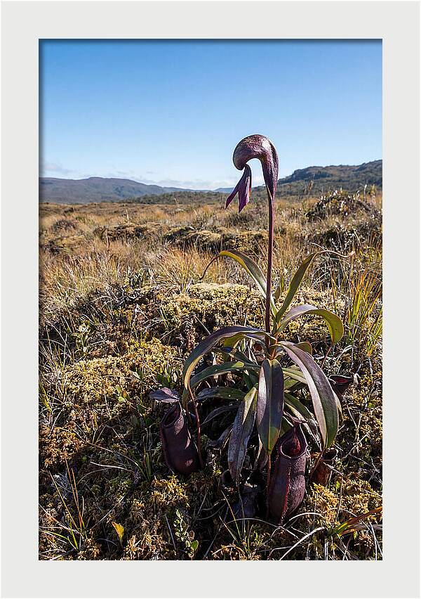 Pitcher Plant Elegance