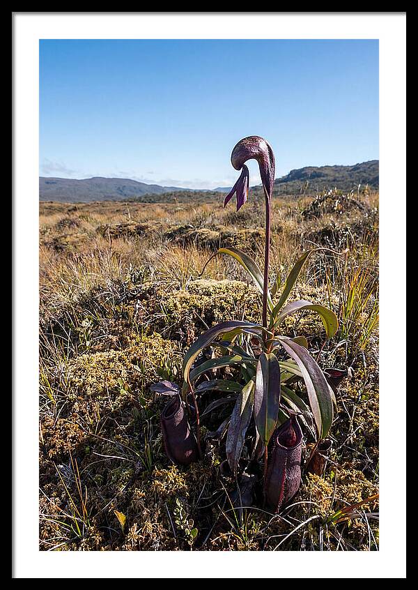 Pitcher Plant Elegance