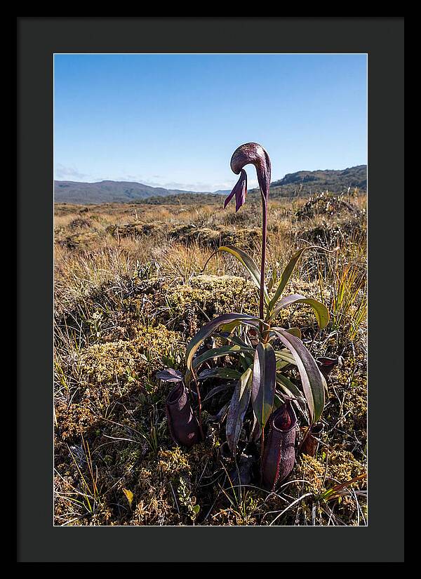 Pitcher Plant Elegance