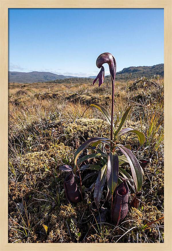 Pitcher Plant Elegance