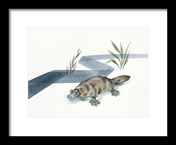 Platypus By The Water