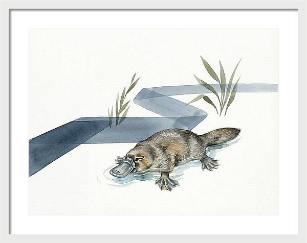 Platypus By The Water