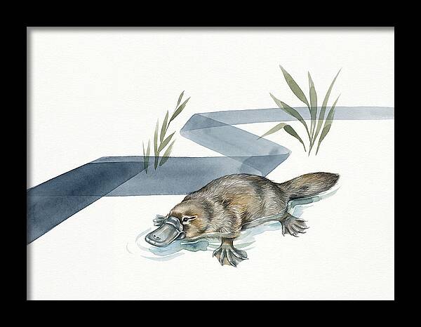 Platypus By The Water