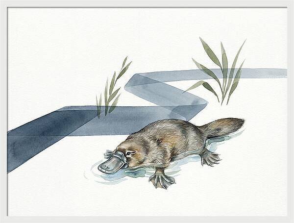 Platypus By The Water