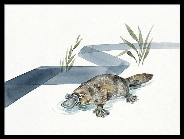 Platypus By The Water