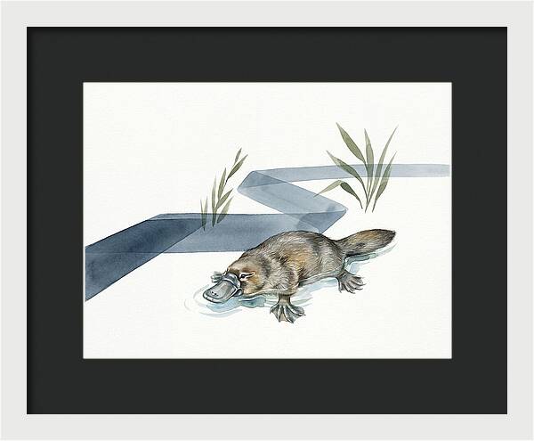 Platypus By The Water