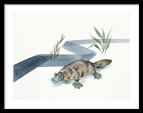 Platypus By The Water