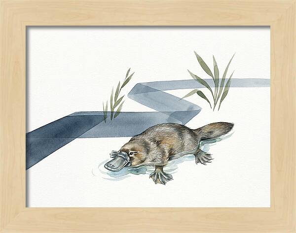 Platypus By The Water