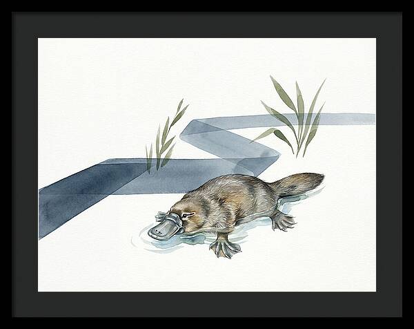 Platypus By The Water
