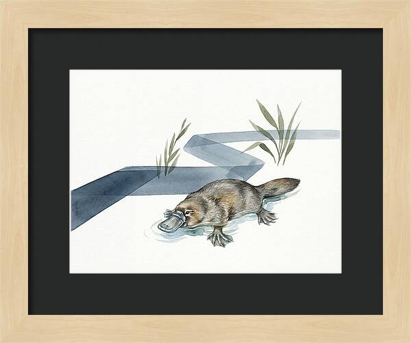 Platypus By The Water