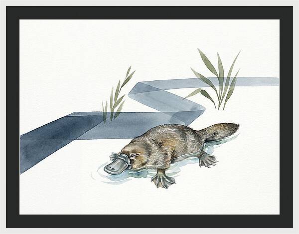 Platypus By The Water
