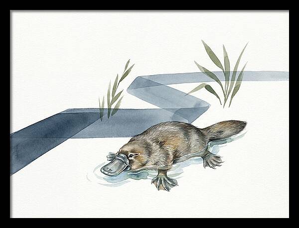 Platypus By The Water