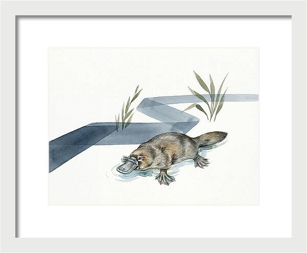 Platypus By The Water