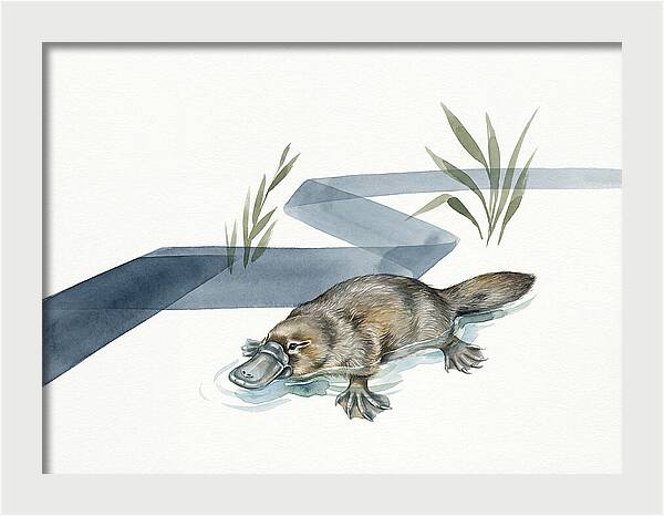 Platypus By The Water
