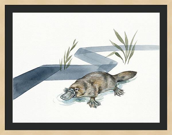 Platypus By The Water