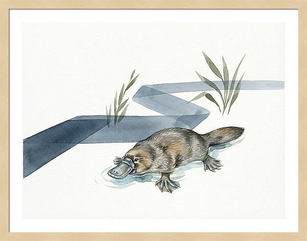 Platypus By The Water