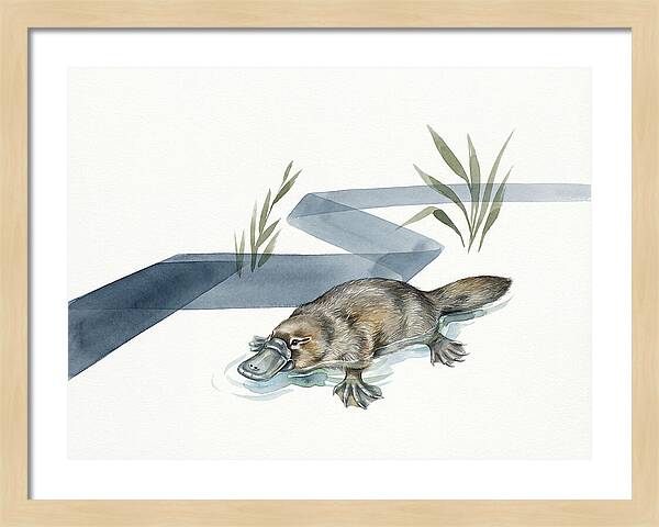Platypus By The Water