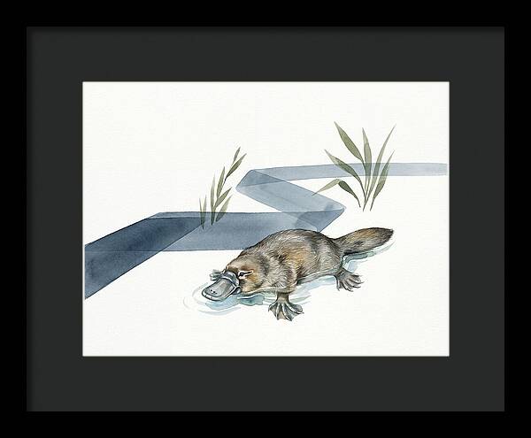 Platypus By The Water