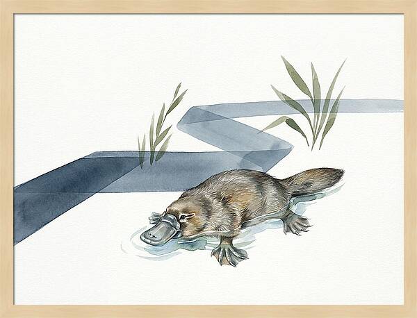 Platypus By The Water