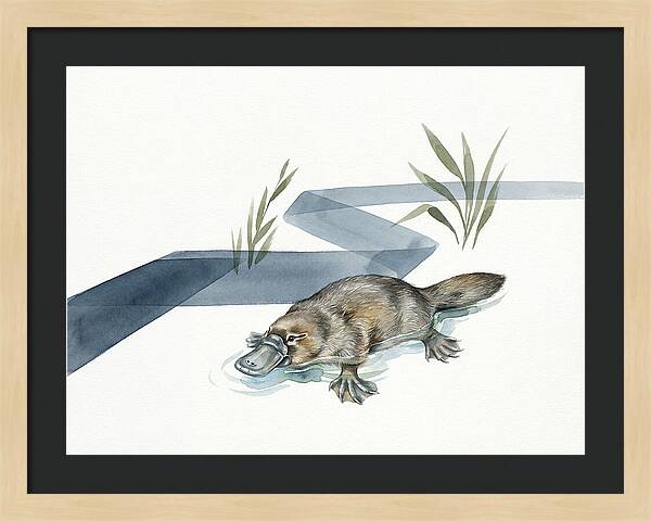 Platypus By The Water
