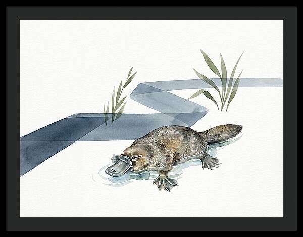 Platypus By The Water