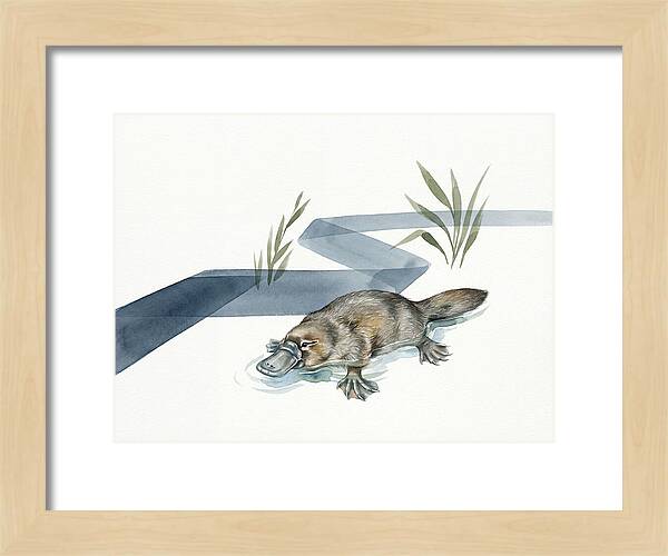 Platypus By The Water