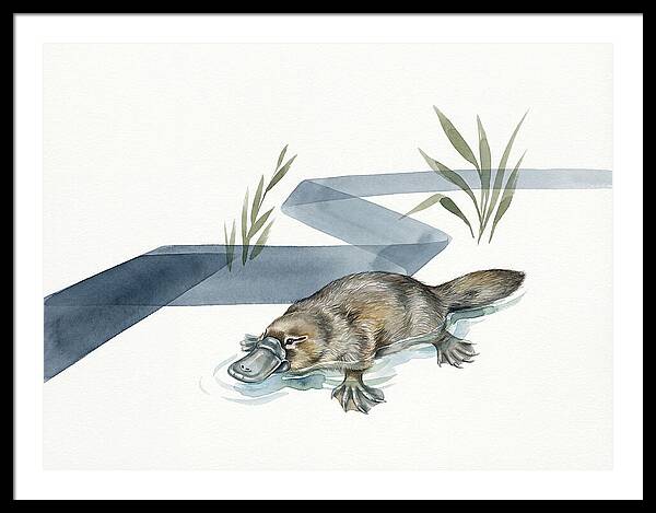 Platypus By The Water