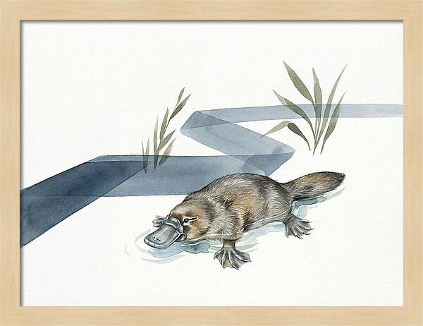 Platypus By The Water