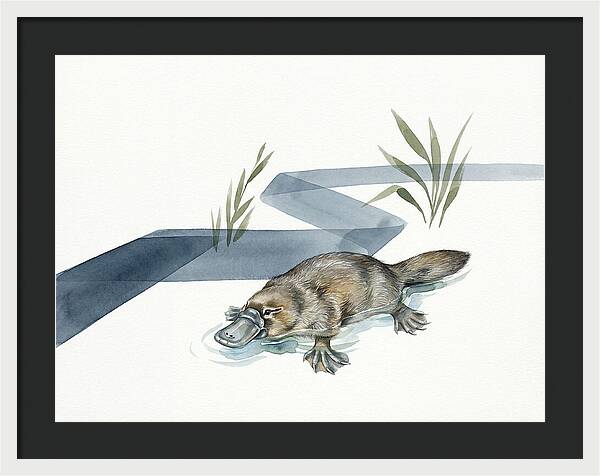 Platypus By The Water
